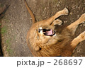 ライオンのあくび