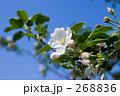 りんごの花