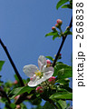 りんごの花と青空