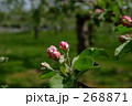りんごの花　蕾