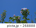 りんごの花と青空