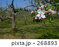 りんごの木と花