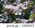 りんごの花