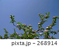 りんごの花