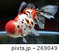 迫力満点＆美しく優雅な金魚「東錦（アズマニシキ）」　３