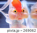 ほっぺ　ぷりぷり　「水泡眼」