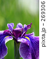 花菖蒲_008