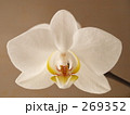 胡蝶蘭（白）