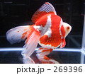 優雅な金魚「琉金（リュウキン）」