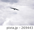 野鳥
