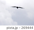 野鳥