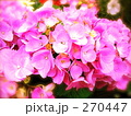 紫陽花（ピンク）あじさい