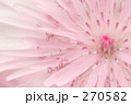桃色蒲公英_01