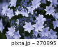 スミダノハナビ