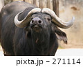 アフリカスイギュウ