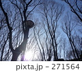 枯木と冬の空