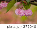 Cherry blossoms さくら