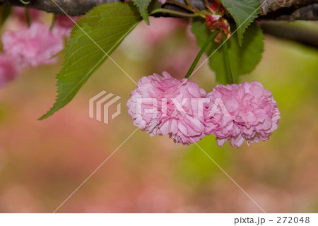 Cherry blossoms さくら