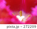 花・マクロ-30