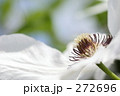 クレマチス_001