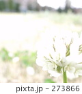 239