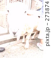 242