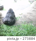243