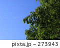 新緑と青空と飛行機雲