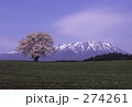 一本桜