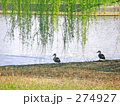 水鳥と柳