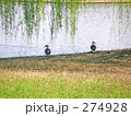 水鳥と柳