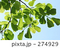 新緑_002