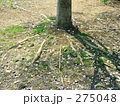 木の根っこ