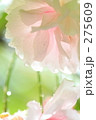 水滴と桜