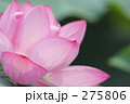 蓮_002