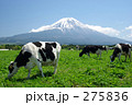 牛と富士山