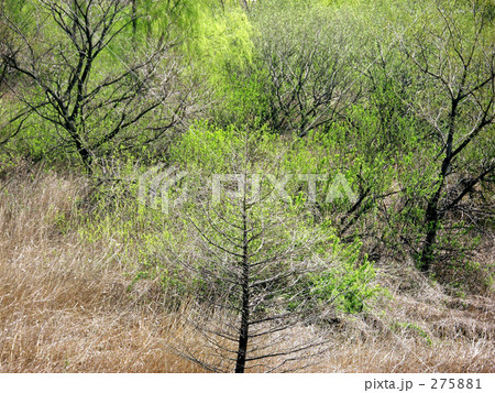 「林」の写真素材 「林」の写真素材