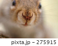 リスの鼻