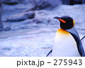 ペンギン
