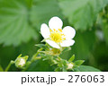 苺の花