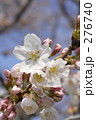３分咲きの桜