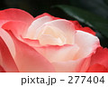 薔薇_018