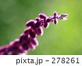 アメジストセージ_001