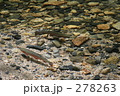 清流の魚