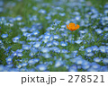 ネモフィラ -2-