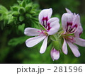 小さな花