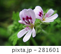 白い花