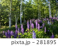 白樺とルピナス