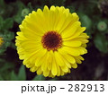まん丸の黄花