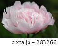 シャクヤク（１）
